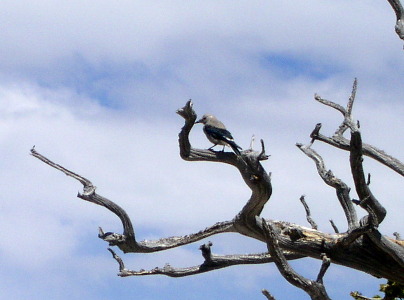 [A grey bird with black wings and a white patch in the back is perched on a leafless bristcone pine tree.]